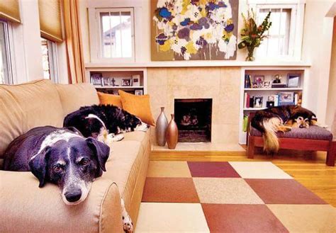 cheap pet friendly apartments|affordable housing that accepts pets.